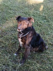 Cucciolo pieno di amore