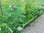 Immagine 12