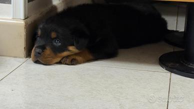 Cucciola rottweiler