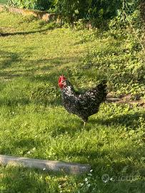 Galline ovaiole