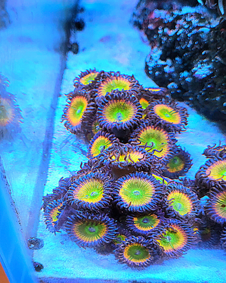 Zoanthus rari
