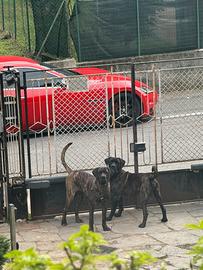 Cucciolo di cane corso