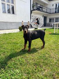 Maschio nero di dobermann