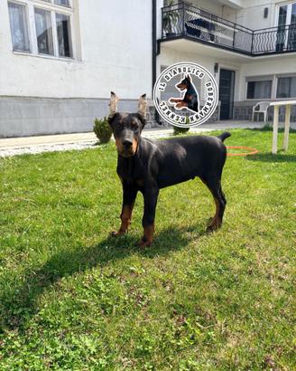 Maschio nero di dobermann