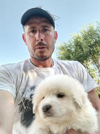 Pastore abruzzese