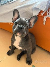 Buldog francese