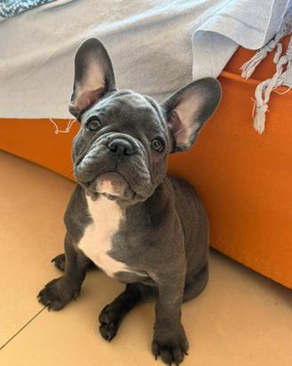 Buldog francese