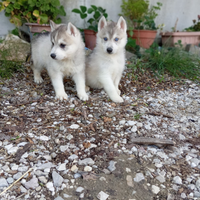 Husky