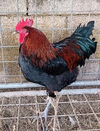 Galli Marans e Australorp