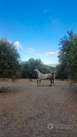 Cavallo Arabo