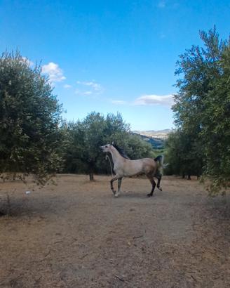 Cavallo Arabo