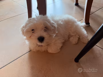 Maltese toy