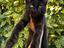 Immagine 6
