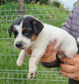 Jack Russell cuccioli pronti