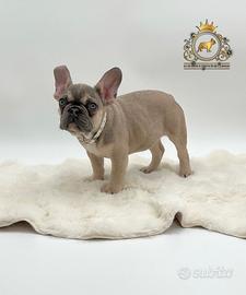 Dolcissima Bulldog Francese Sable'