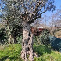 ulivo secolare