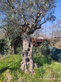 ulivo secolare
