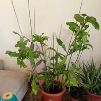 lingua di suocera 2,00m