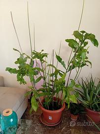 lingua di suocera 2,00m