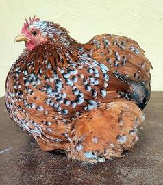 Cocincina nana galline