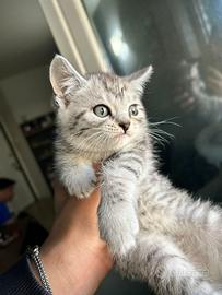 Cucciolo scottish straight