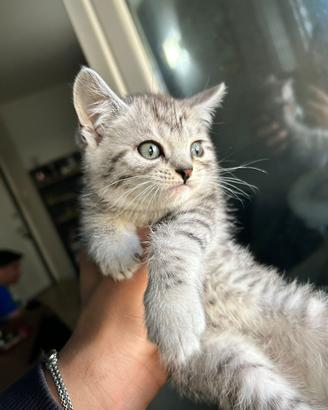 Cucciolo scottish straight