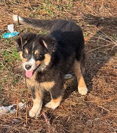 Cucciola pastore Australiano