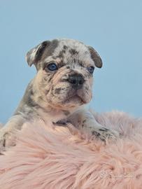 Cuccioli di bulldog francese esotico