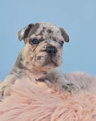 Cuccioli di bulldog francese esotico
