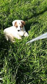 Cuccioli taglia piccola e medio piccola in adozion