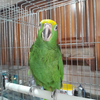 Amazzone fronte gialla