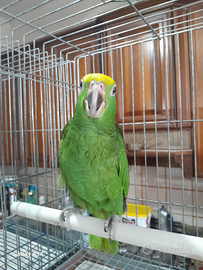 Amazzone fronte gialla