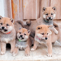 Shiba Inu