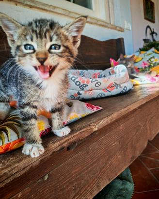 Due dolcissimi gattini di 5 settimane da adottare