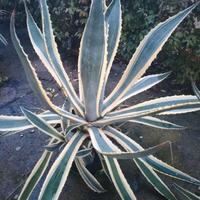 Pianta AGAVE 