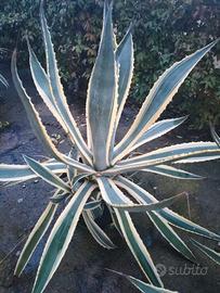 Pianta AGAVE 