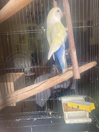 Inseparabile maschio