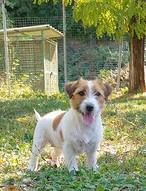 Jack Russell