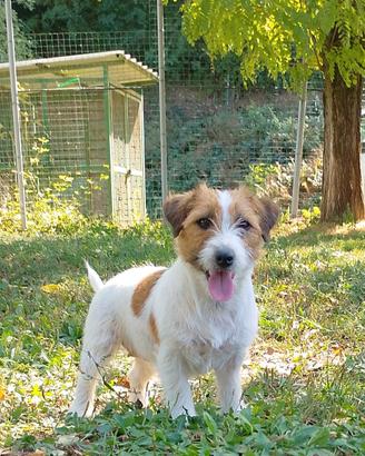 Jack Russell