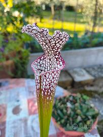 Sarracenia leucophylla L19MK Pianta Carnivora