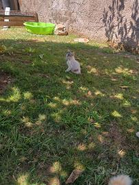 Gattini
