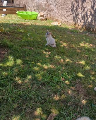 Gattini