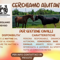 Aiutante gestione cavalli