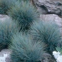 Festuca glauca