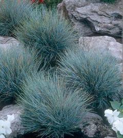 Festuca glauca