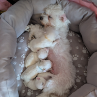 Cuccioli maltese
