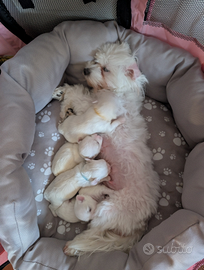 Cuccioli maltese