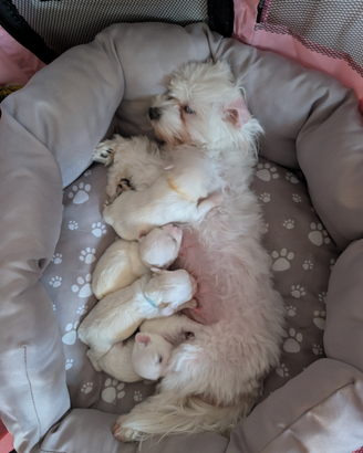 Cuccioli maltese