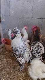 Gallo