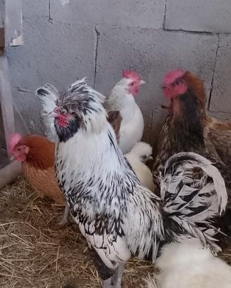 Gallo
